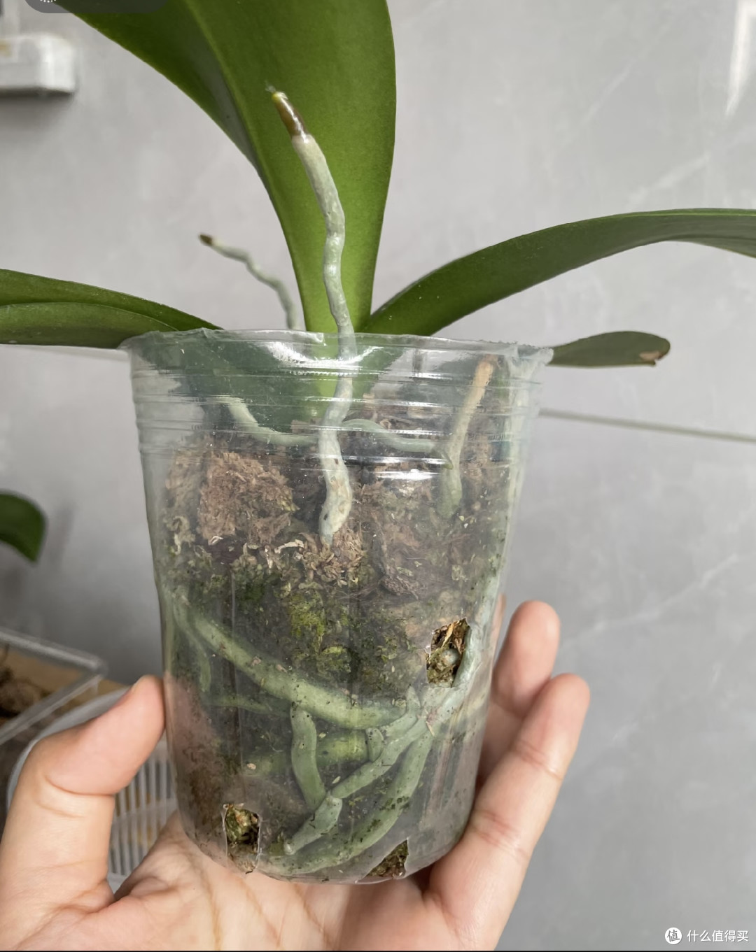 蝴蝶兰开败后,这样做不僵苗,复花超快