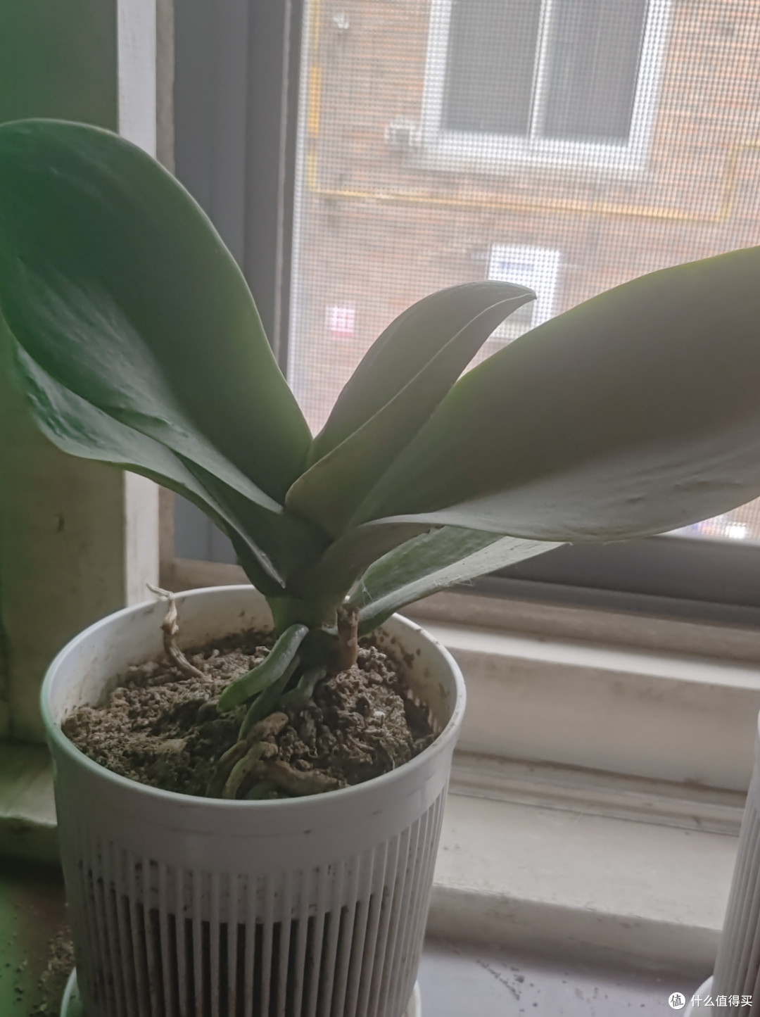 蝴蝶兰开败后,这样做不僵苗,复花超快