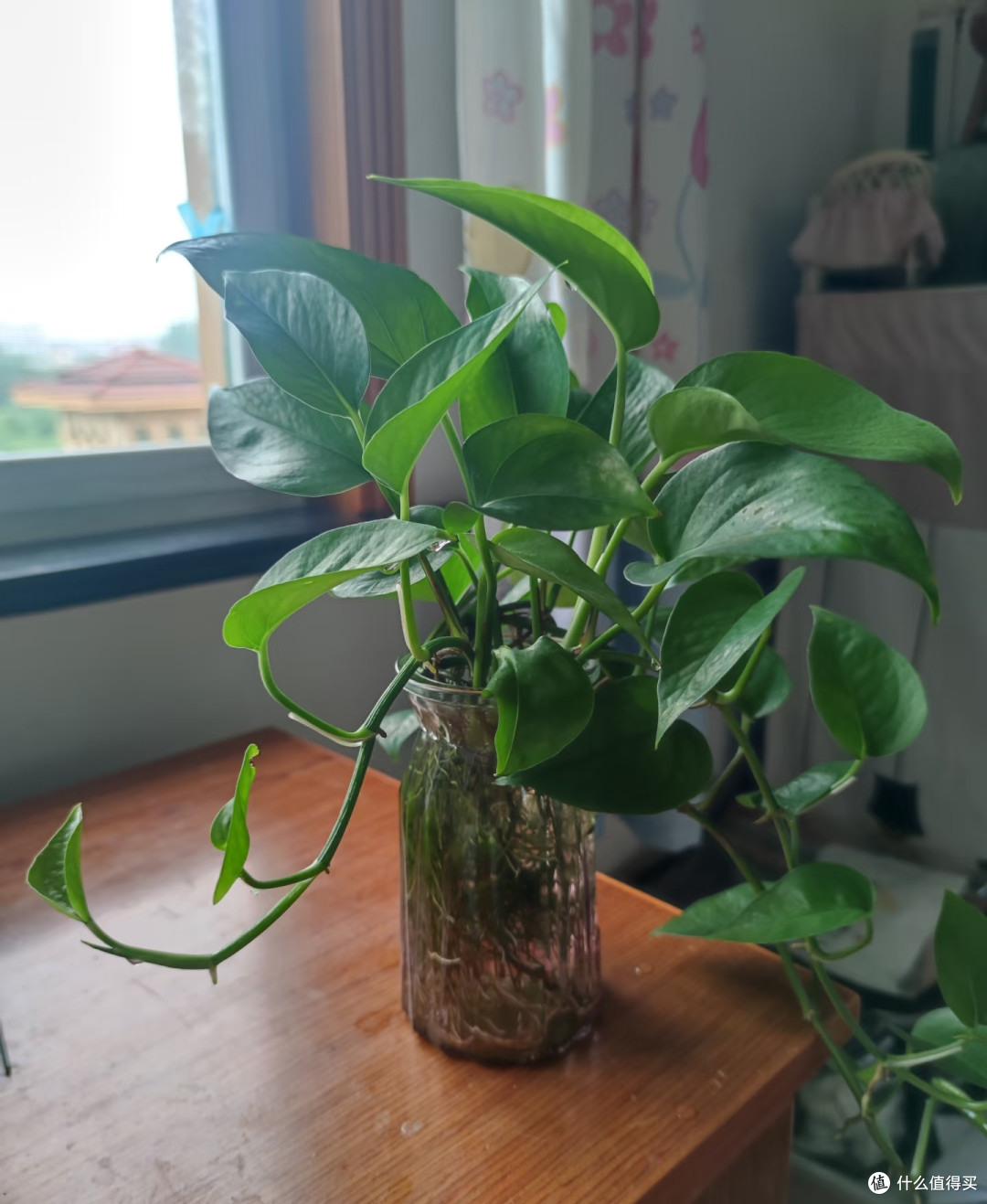 国庆节后这8种花赶紧扦插,成活率高插一棵活一棵,冬天都能开花