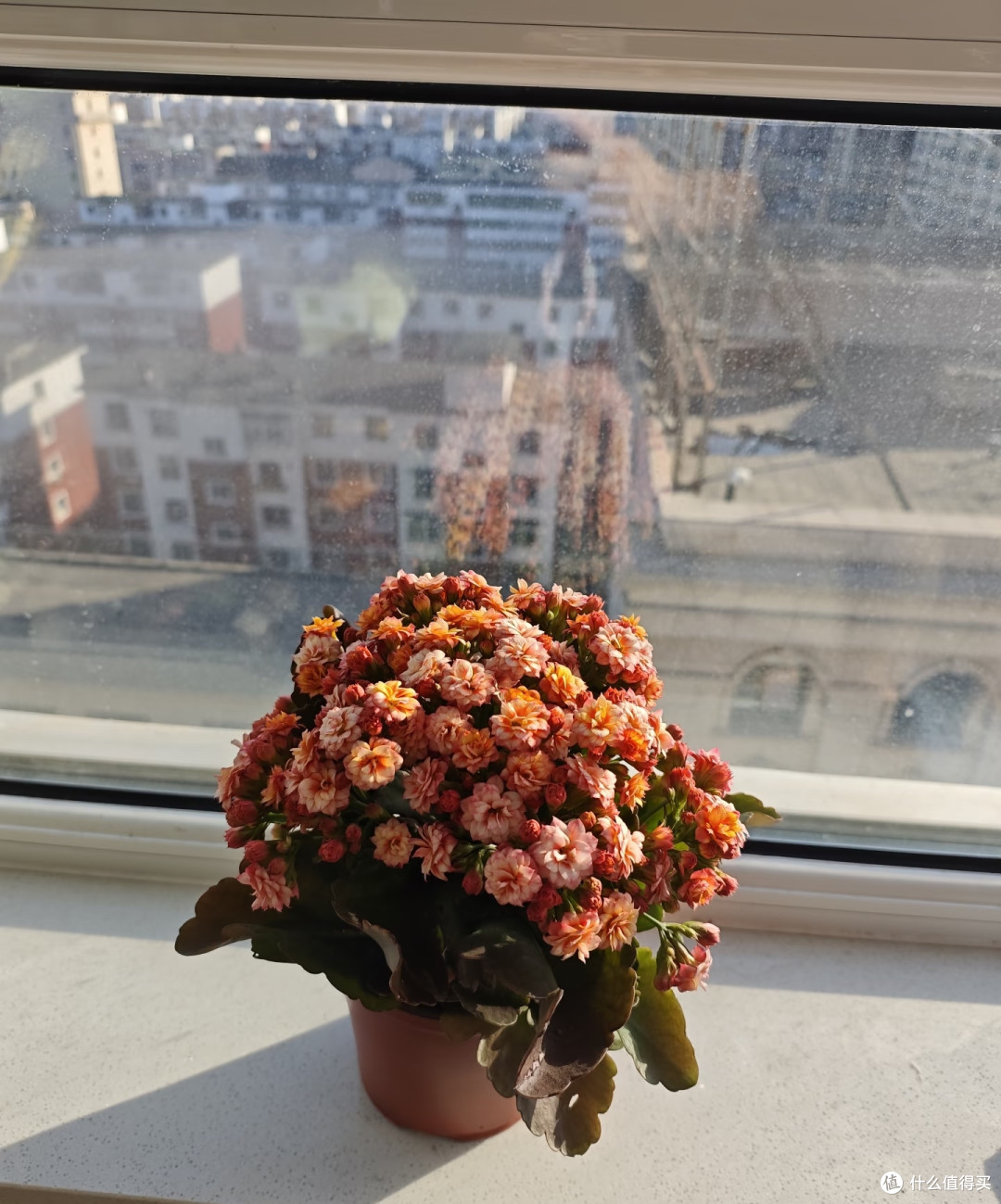 国庆节后这8种花赶紧扦插,成活率高插一棵活一棵,冬天都能开花