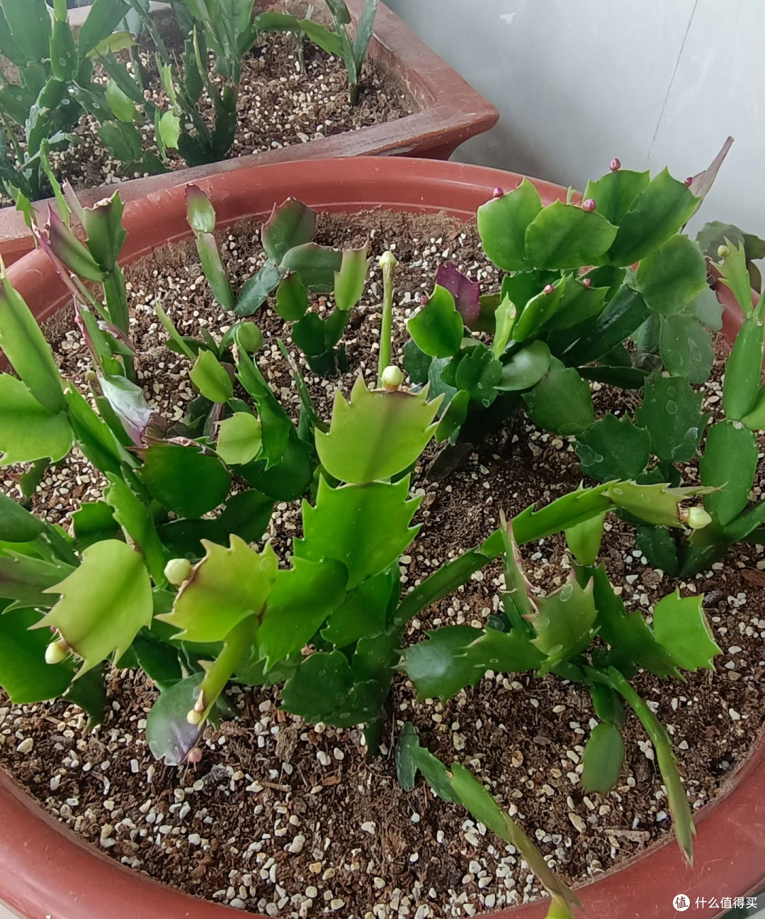 国庆节后这8种花赶紧扦插,成活率高插一棵活一棵,冬天都能开花