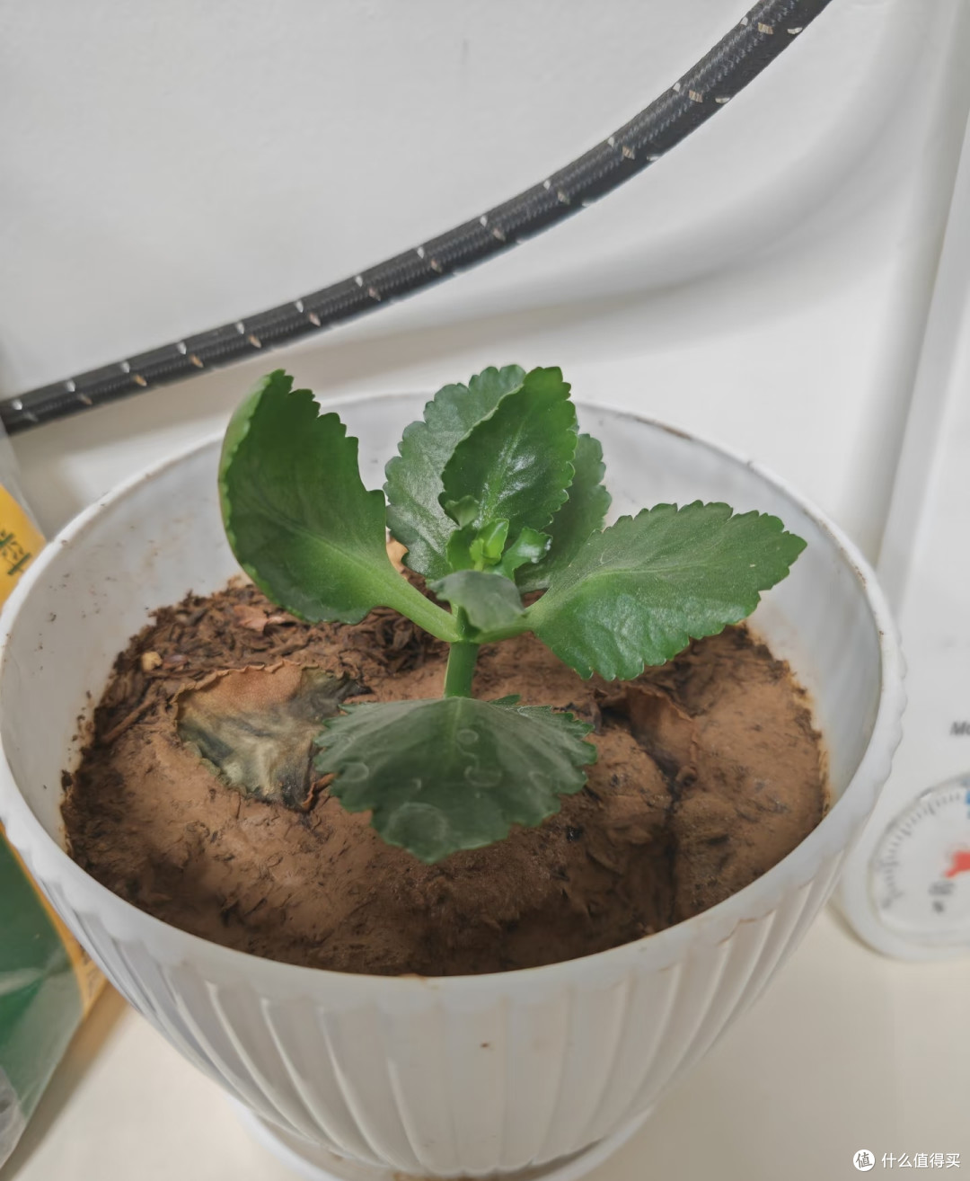 国庆节后这8种花赶紧扦插,成活率高插一棵活一棵,冬天都能开花