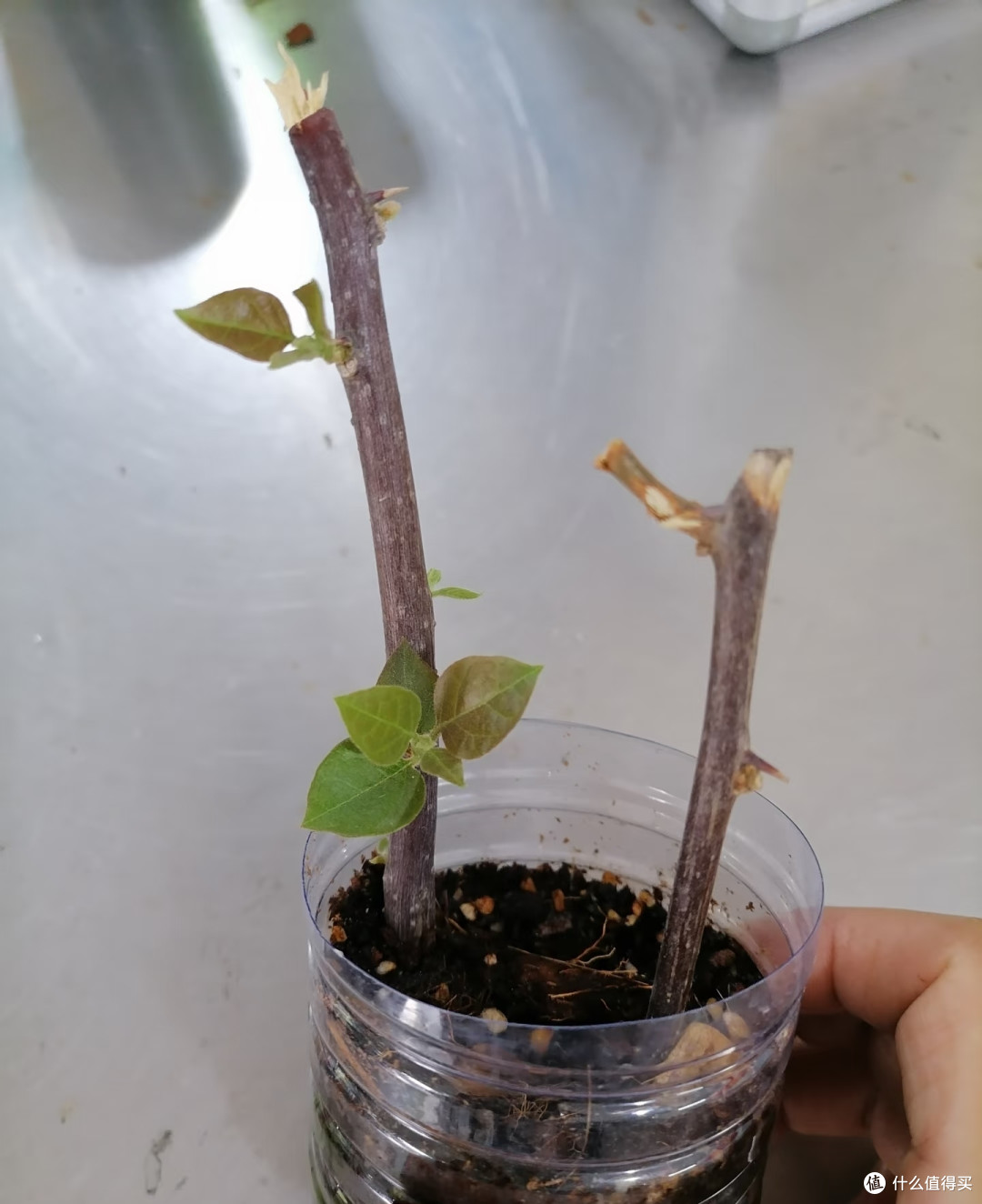 国庆节后这8种花赶紧扦插,成活率高插一棵活一棵,冬天都能开花