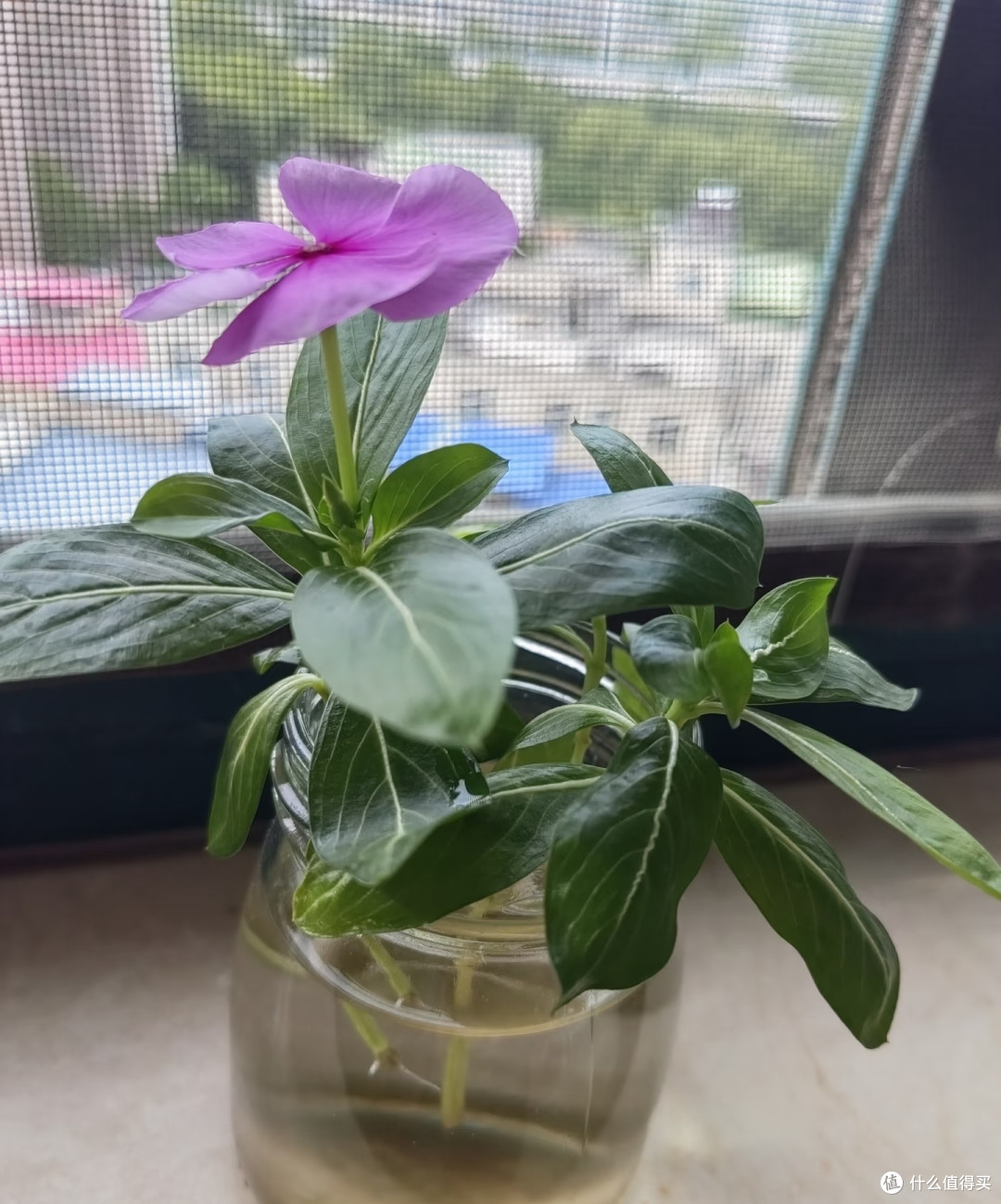 国庆节后这8种花赶紧扦插,成活率高插一棵活一棵,冬天都能开花