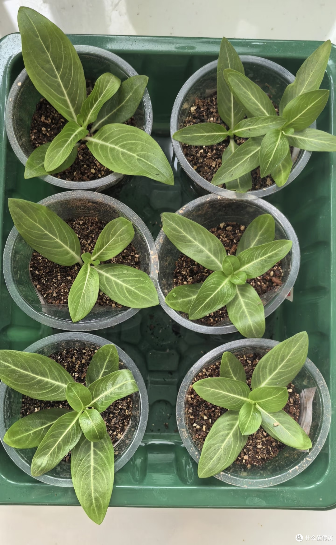 国庆节后这8种花赶紧扦插,成活率高插一棵活一棵,冬天都能开花