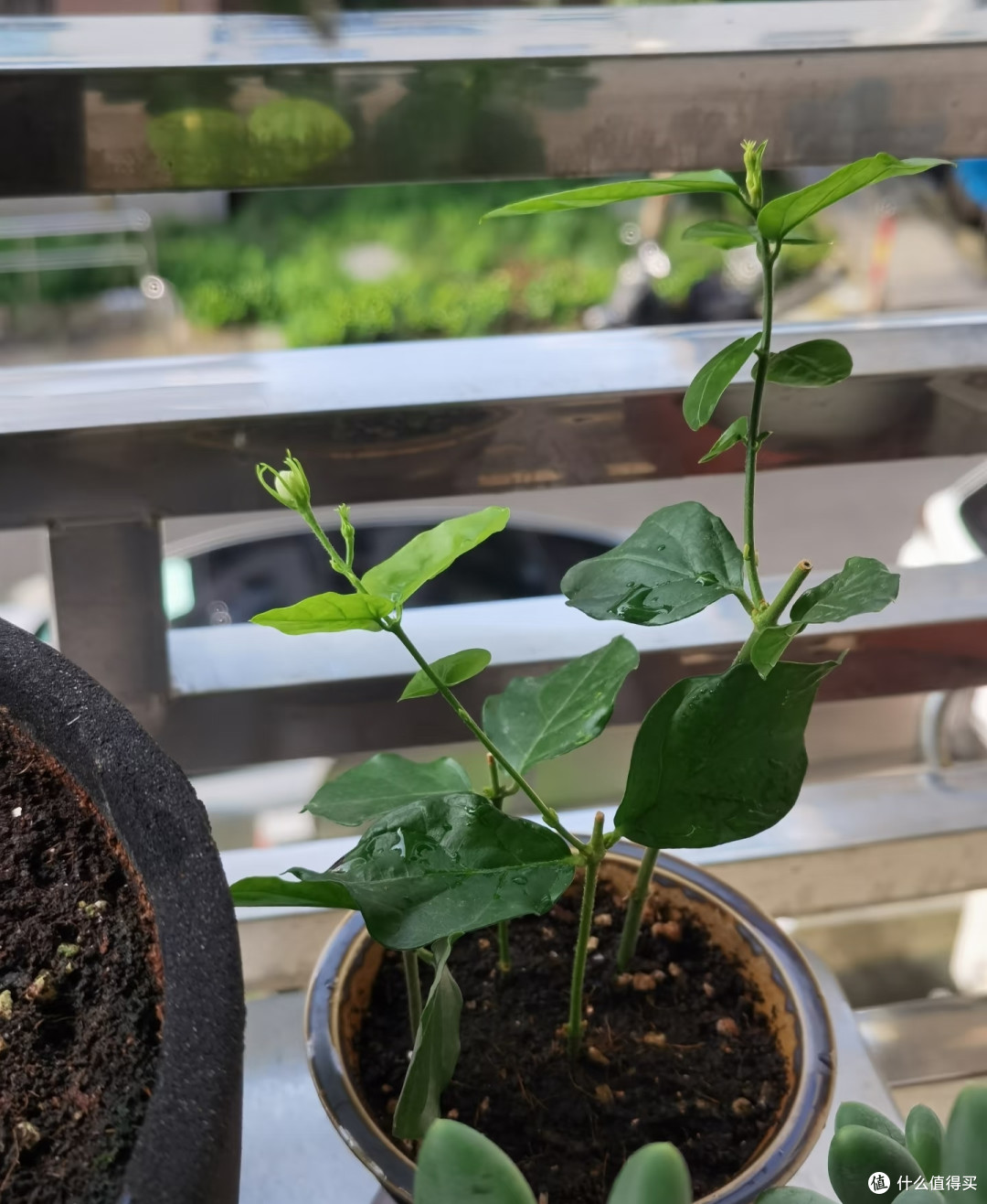 国庆节后这8种花赶紧扦插,成活率高插一棵活一棵,冬天都能开花
