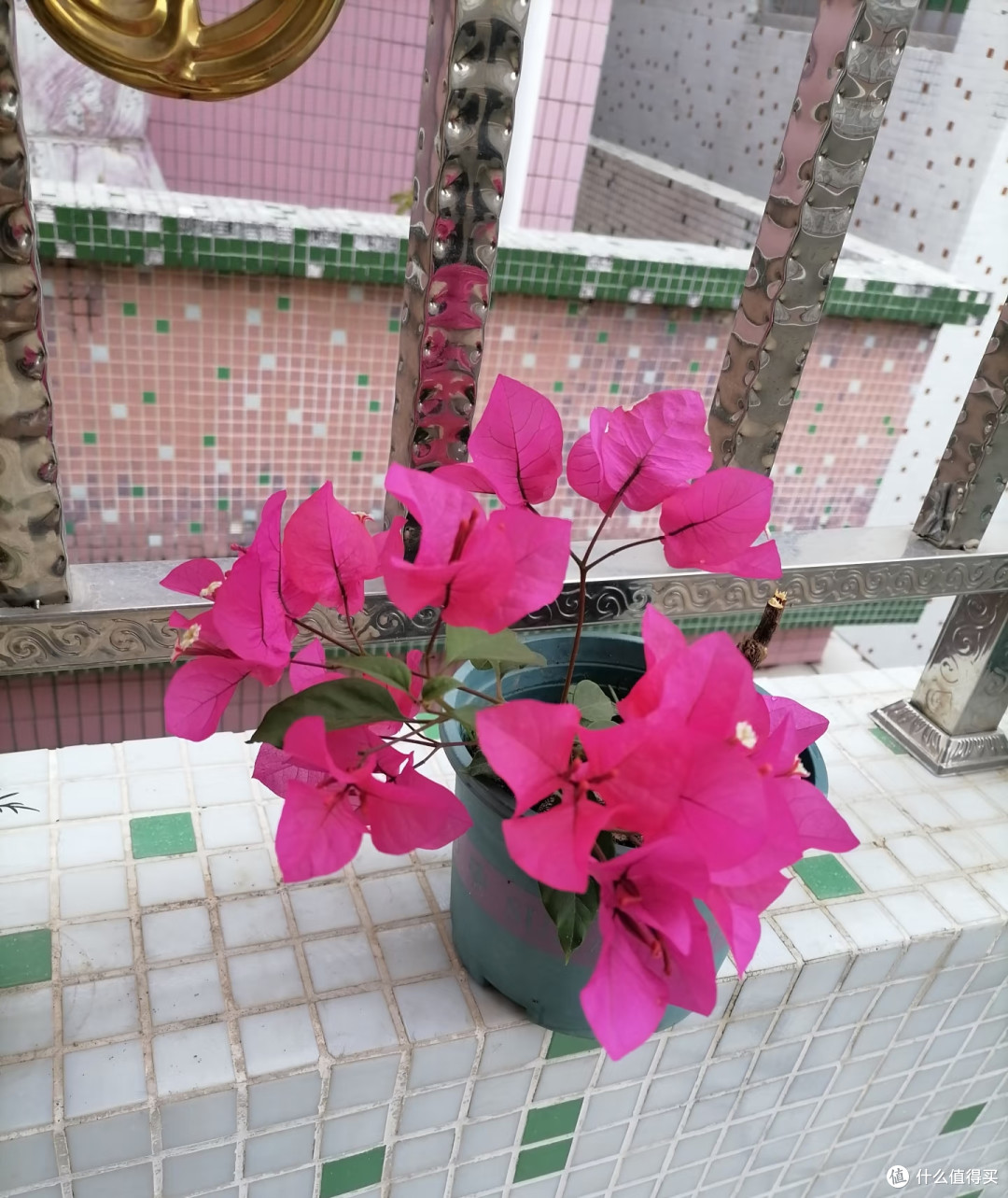 国庆节后这8种花赶紧扦插,成活率高插一棵活一棵,冬天都能开花