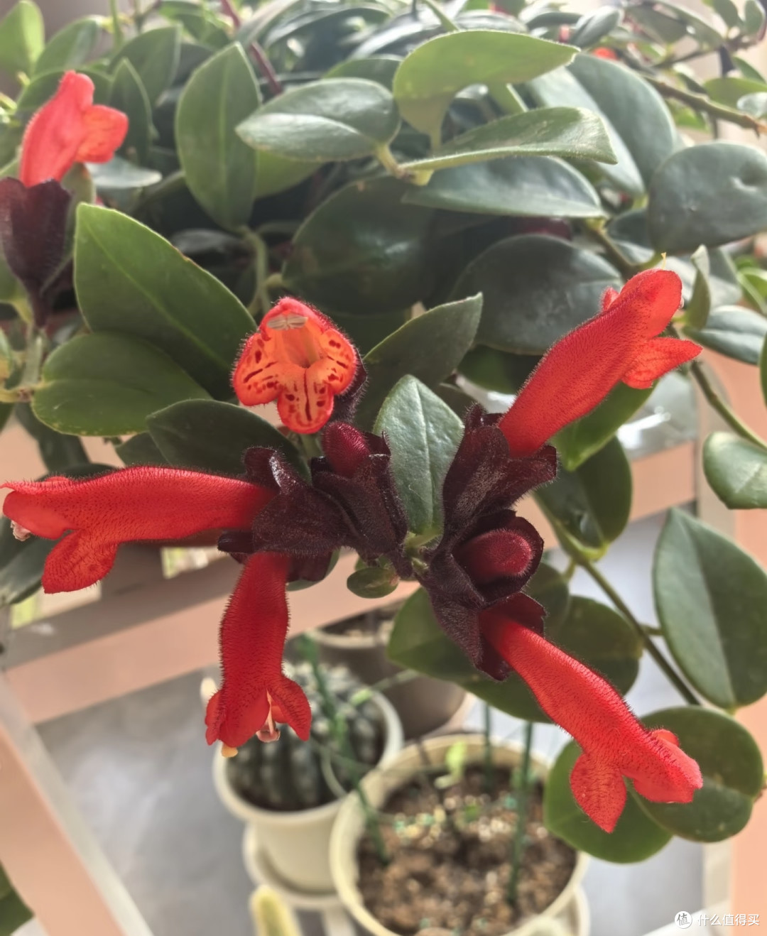 国庆节后这8种花赶紧扦插,成活率高插一棵活一棵,冬天都能开花