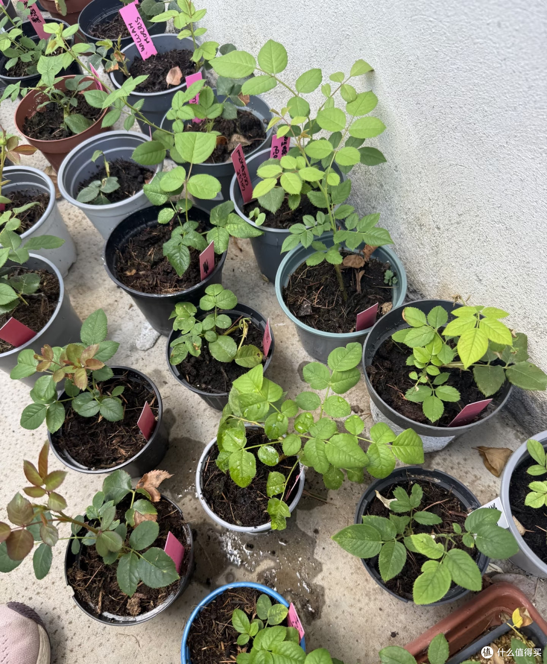 国庆节后这8种花赶紧扦插,成活率高插一棵活一棵,冬天都能开花