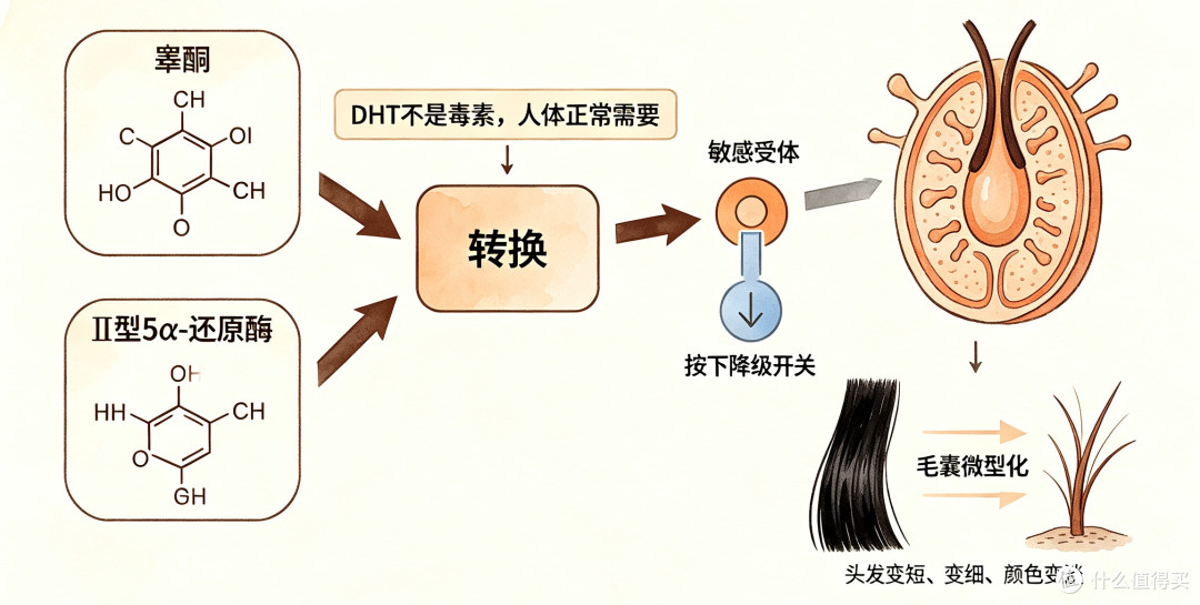 同头不同命：后脑勺这圈头发，还够不够植一次？