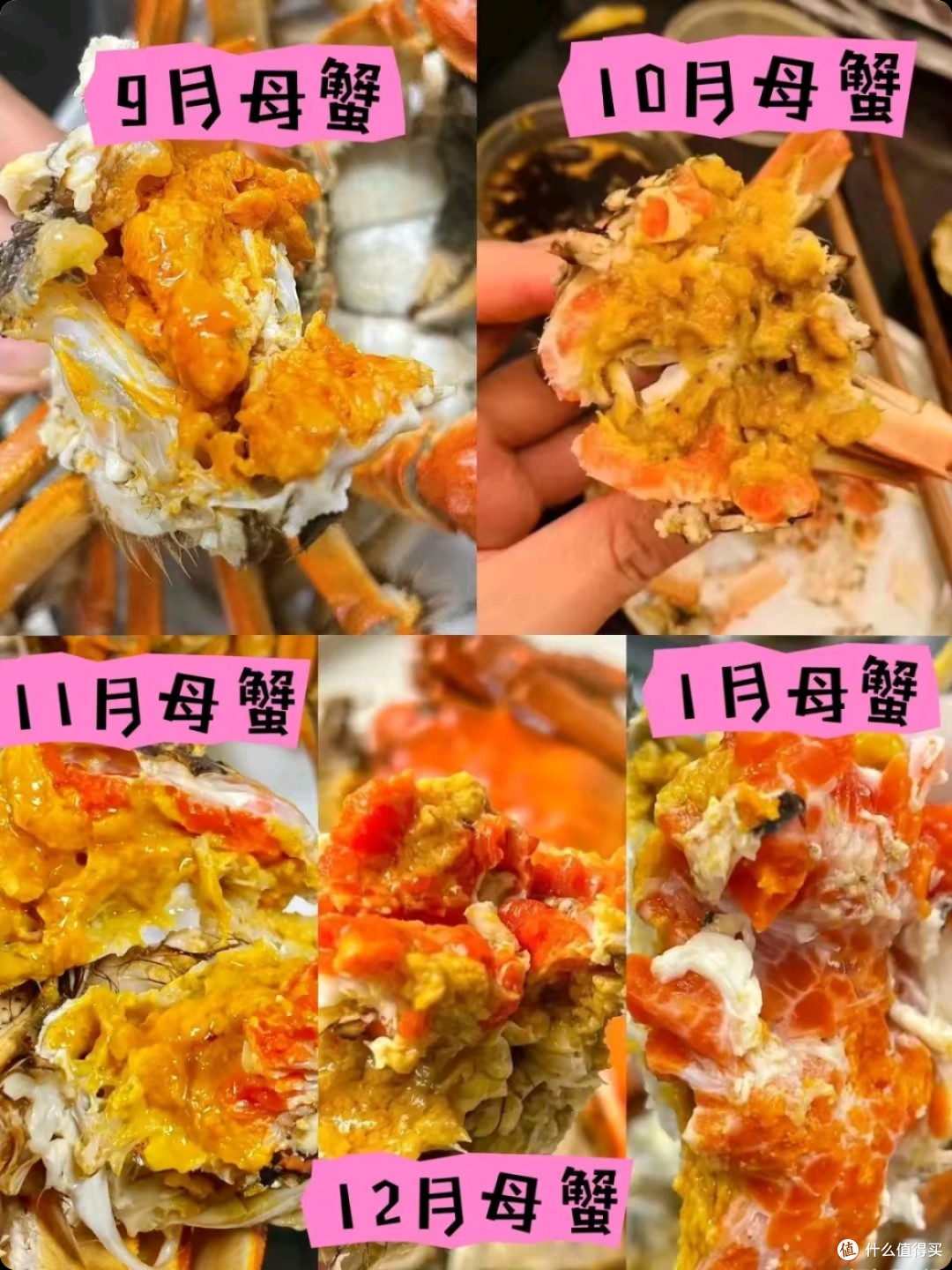 大闸蟹挑选攻略:满黄满膏靠的不是运气,是时间