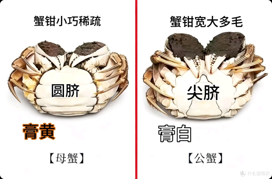 大闸蟹挑选攻略:满黄满膏靠的不是运气,是时间