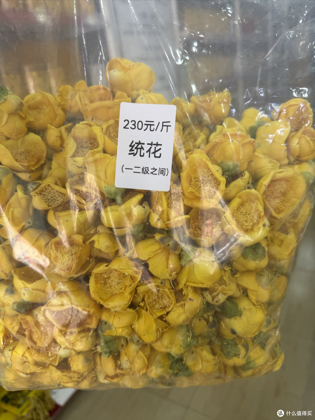 广西防城港金花茶的生态特征