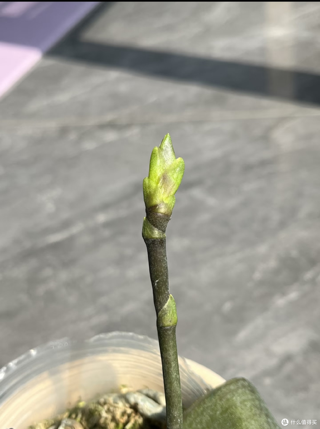 国庆后养蝴蝶兰,这4件事千万别做,否则花芽全跑光