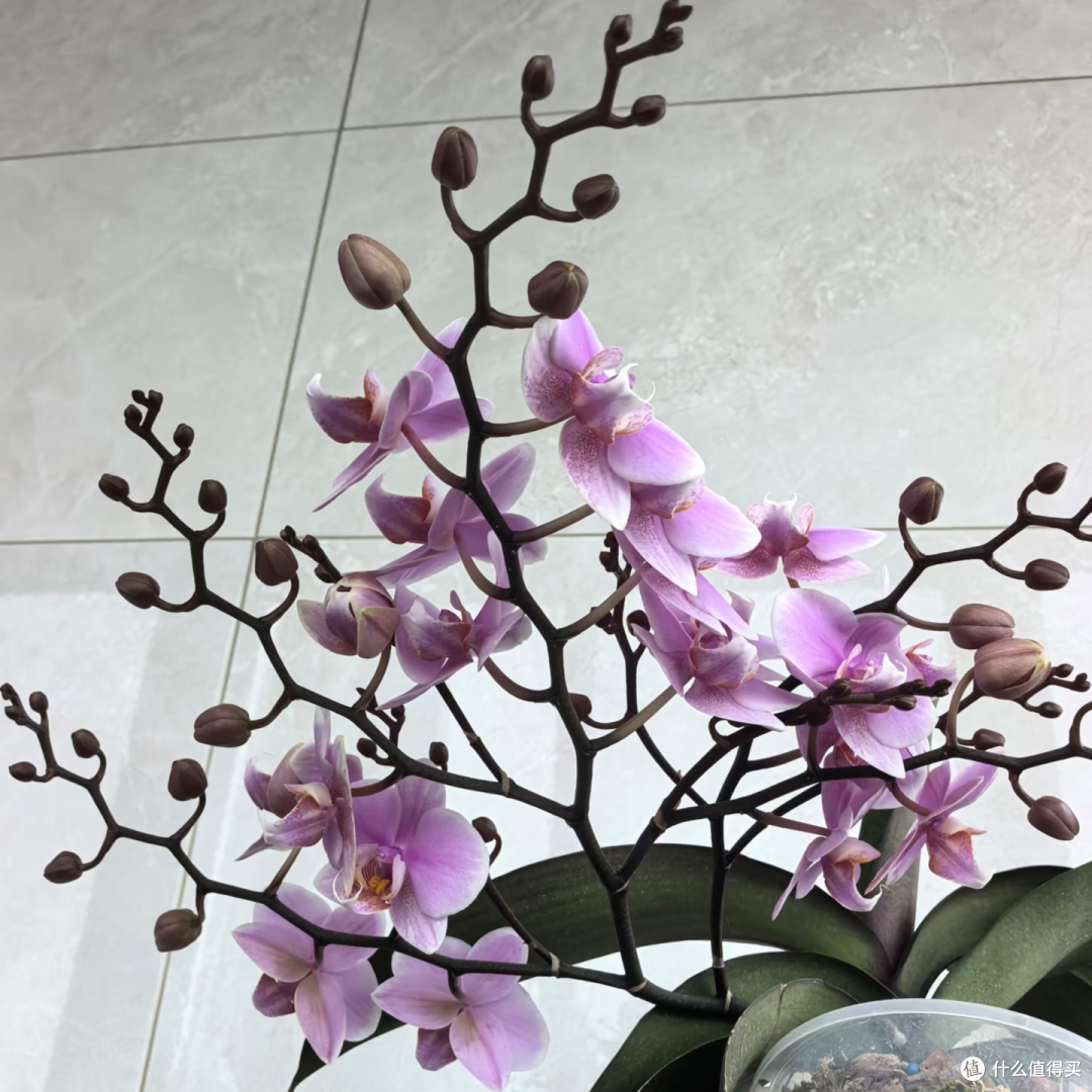 国庆后养蝴蝶兰,这4件事千万别做,否则花芽全跑光