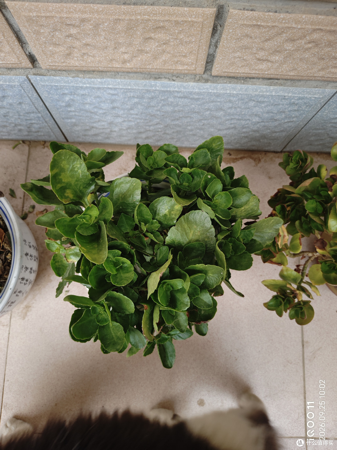 入秋后降温,长寿花必须 “富养”,做好这4点,很快开出手捧花