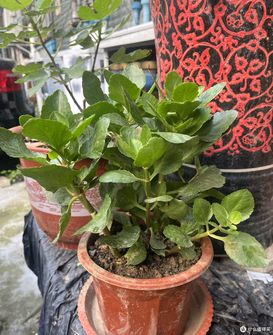 入秋后降温,长寿花必须 “富养”,做好这4点,很快开出手捧花