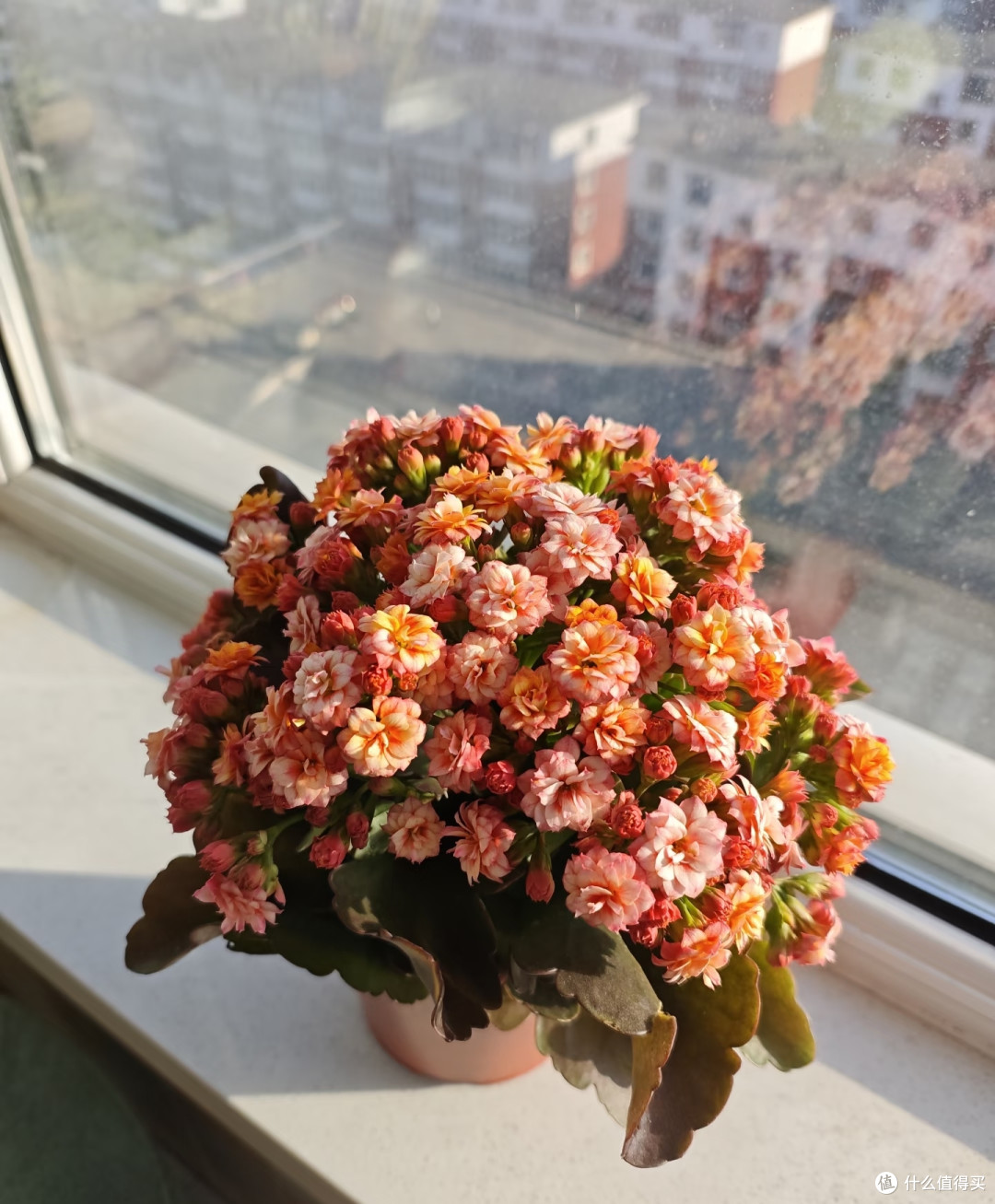 入秋后降温,长寿花必须 “富养”,做好这4点,很快开出手捧花