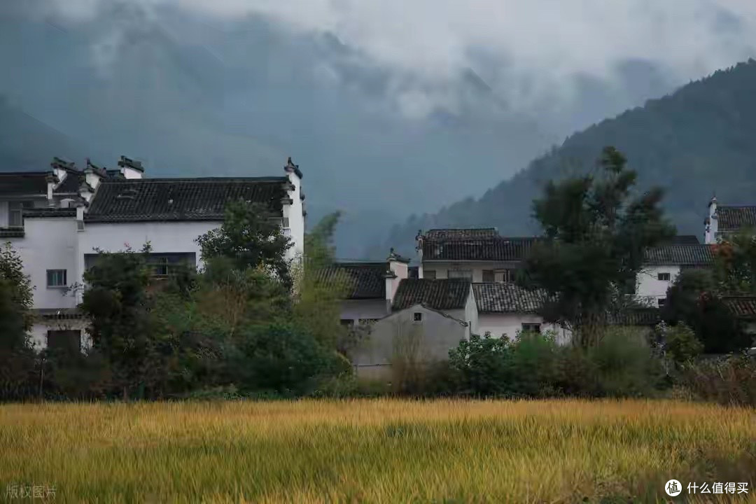 2026高纯度灵芝孢子油品牌横向对比：选购经验与工艺解析