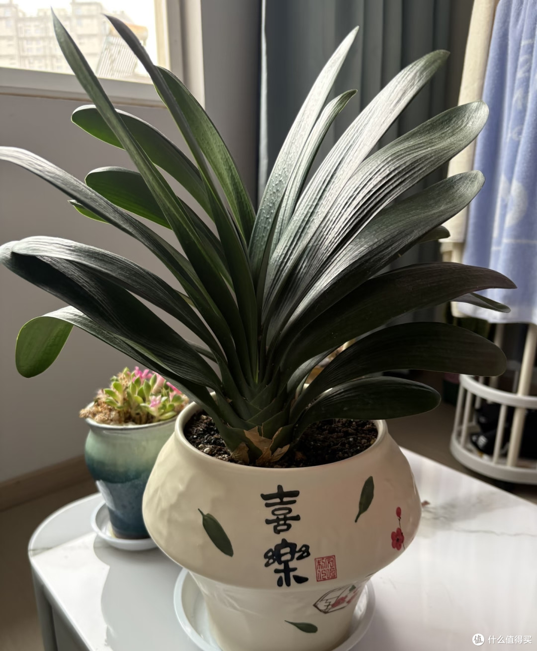 秋天要“虐养”君子兰,“三狠一勤”做到位,越虐越开花多