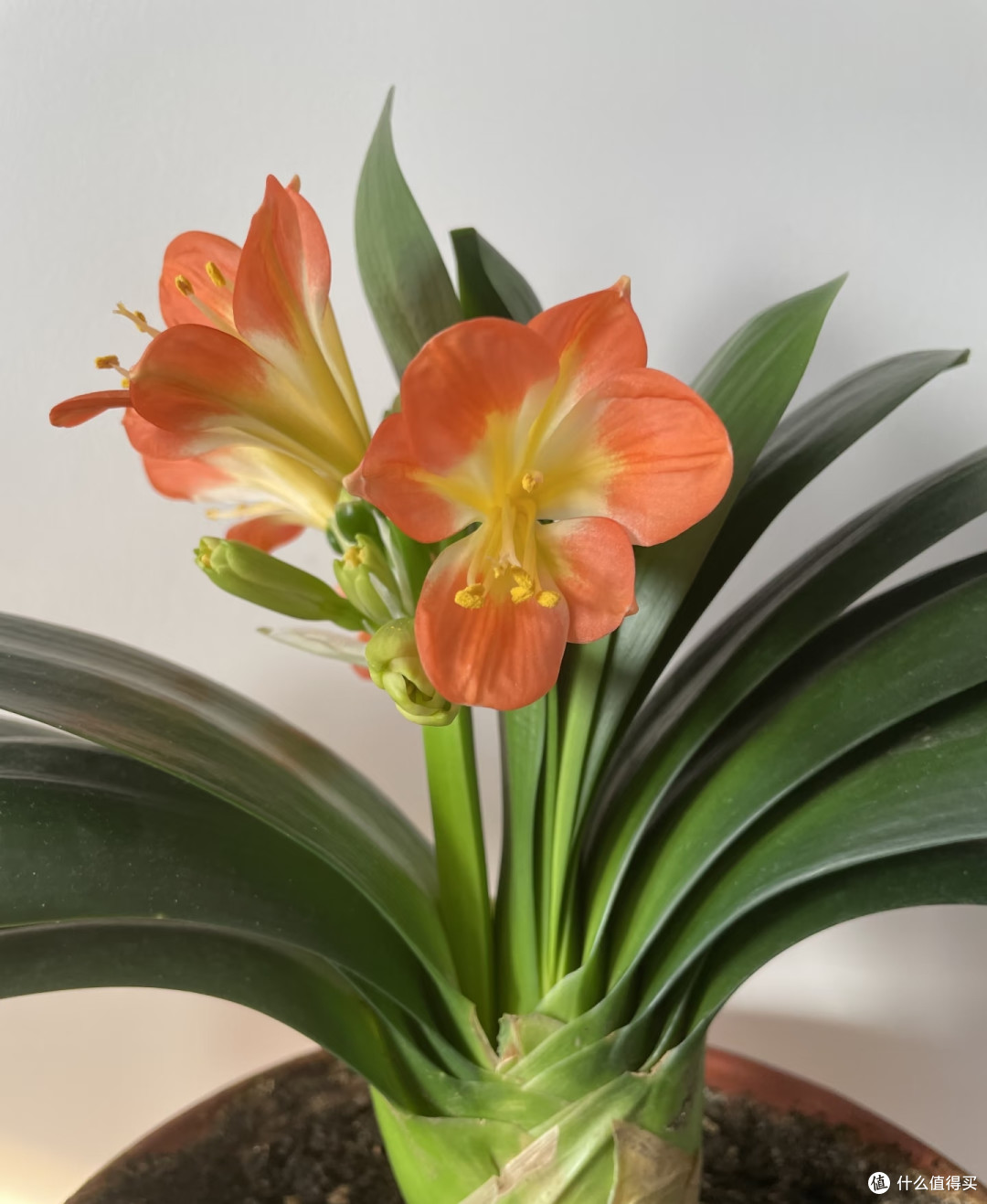 秋天要“虐养”君子兰,“三狠一勤”做到位,越虐越开花多