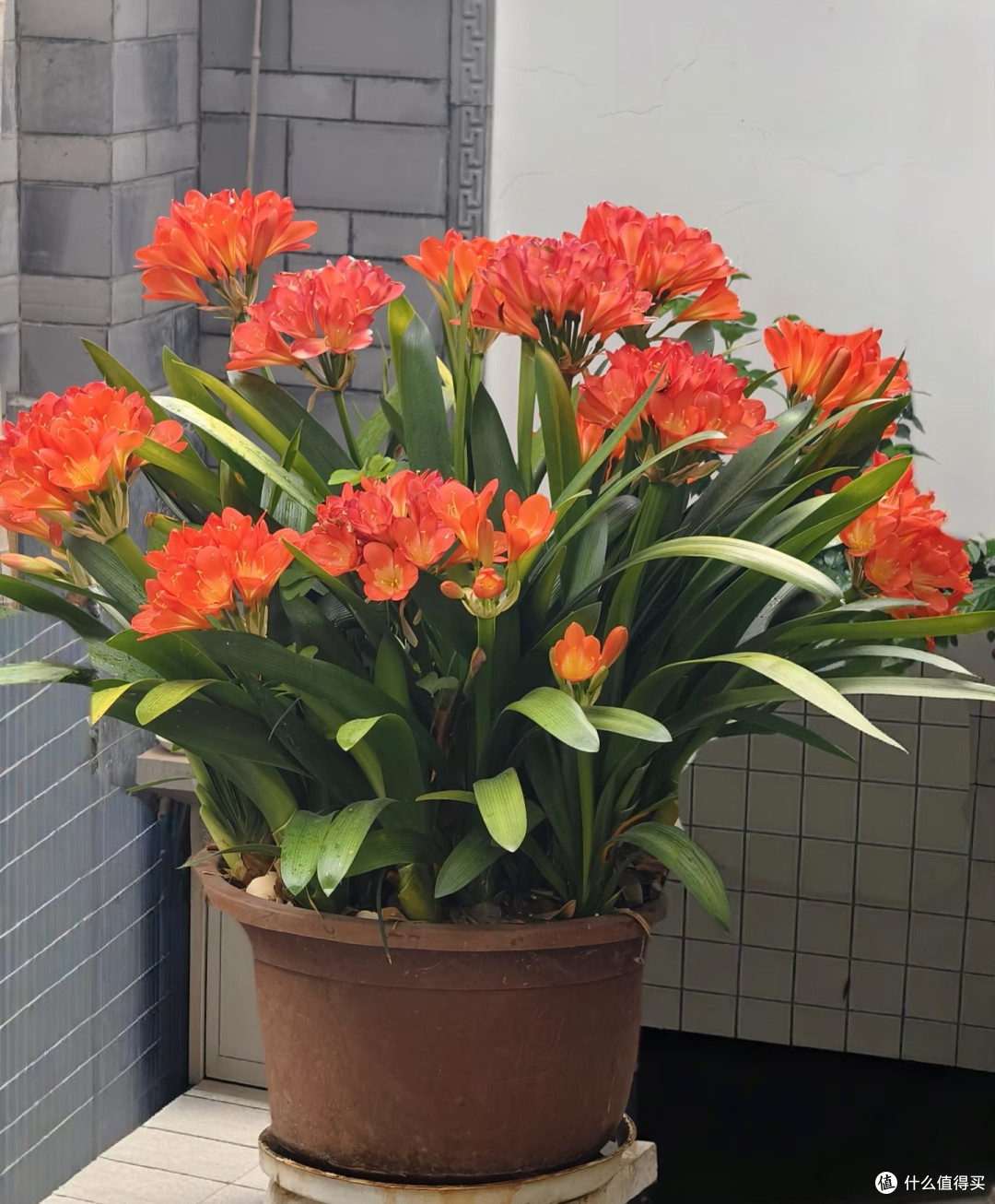 秋天要“虐养”君子兰,“三狠一勤”做到位,越虐越开花多