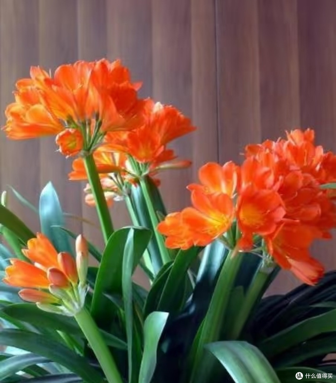 秋天要“虐养”君子兰,“三狠一勤”做到位,越虐越开花多