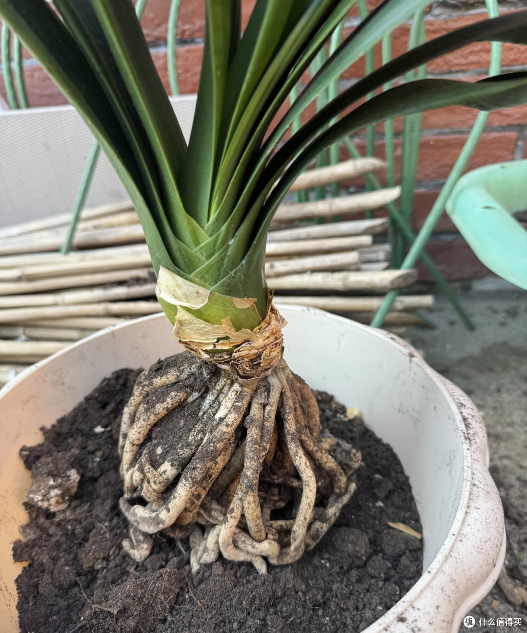 秋天要“虐养”君子兰,“三狠一勤”做到位,越虐越开花多