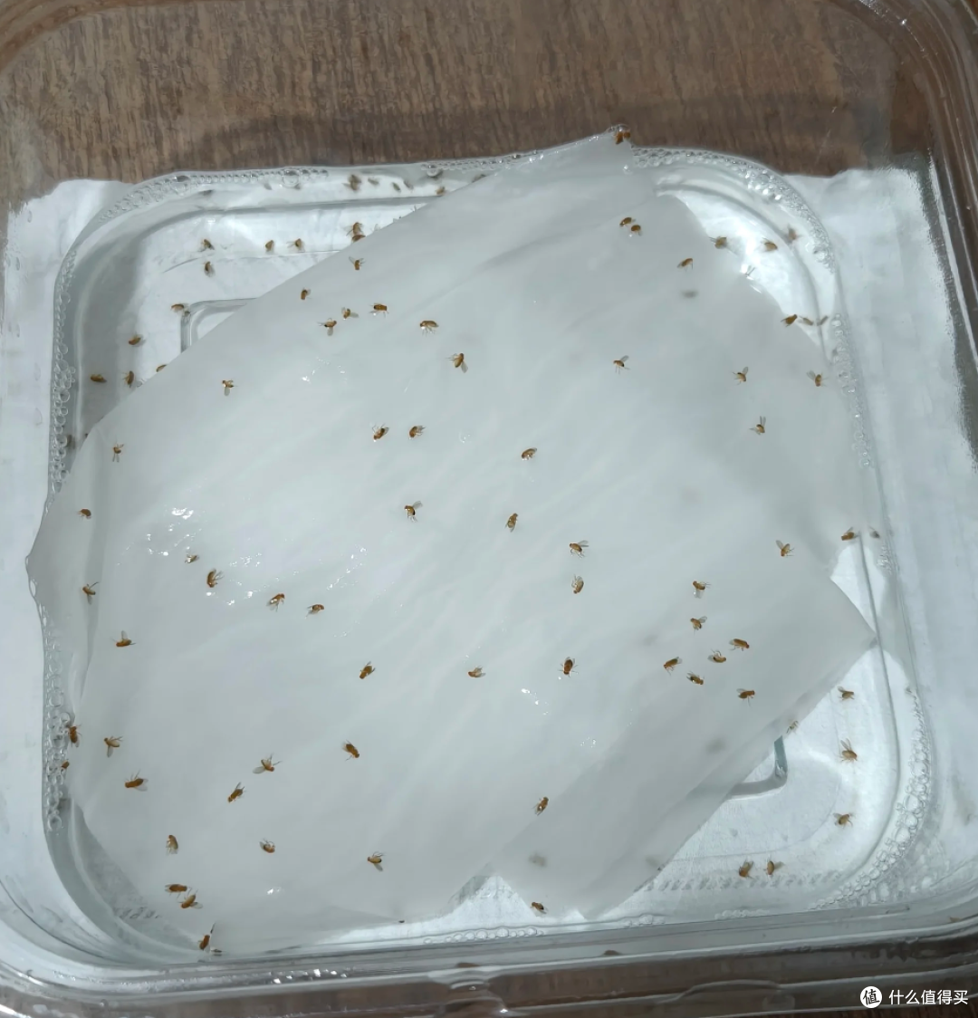 《家政女皇》十年前教我的家庭清洁妙招现在还有用