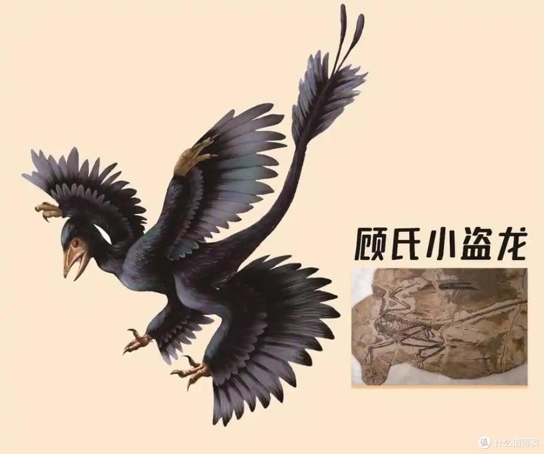 四翼鸟真的存在过!一种有4个翅膀的新恐龙被发现,属独立发展类