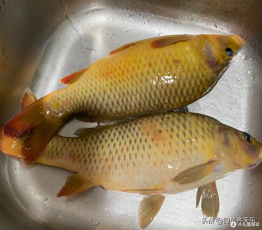 稻鱼共生系统的生态智慧与价值