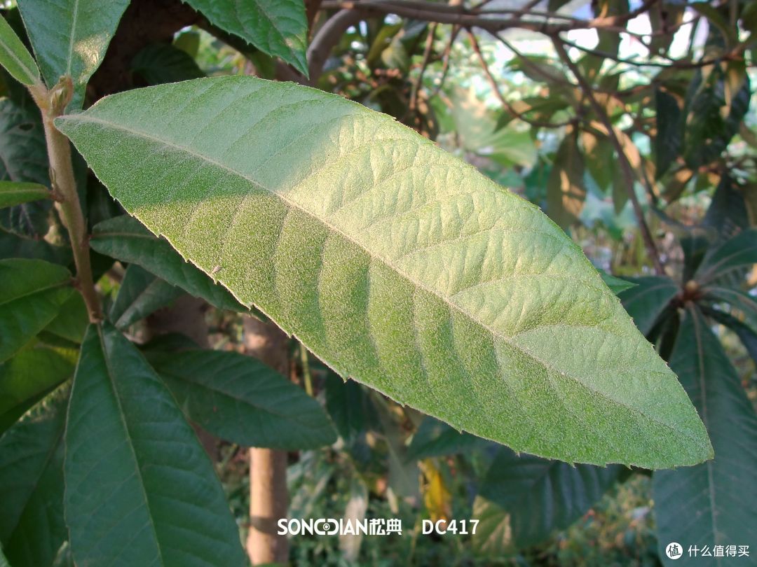 7倍光学变焦,多场景随身很出片——松典DC417X相机体验分享