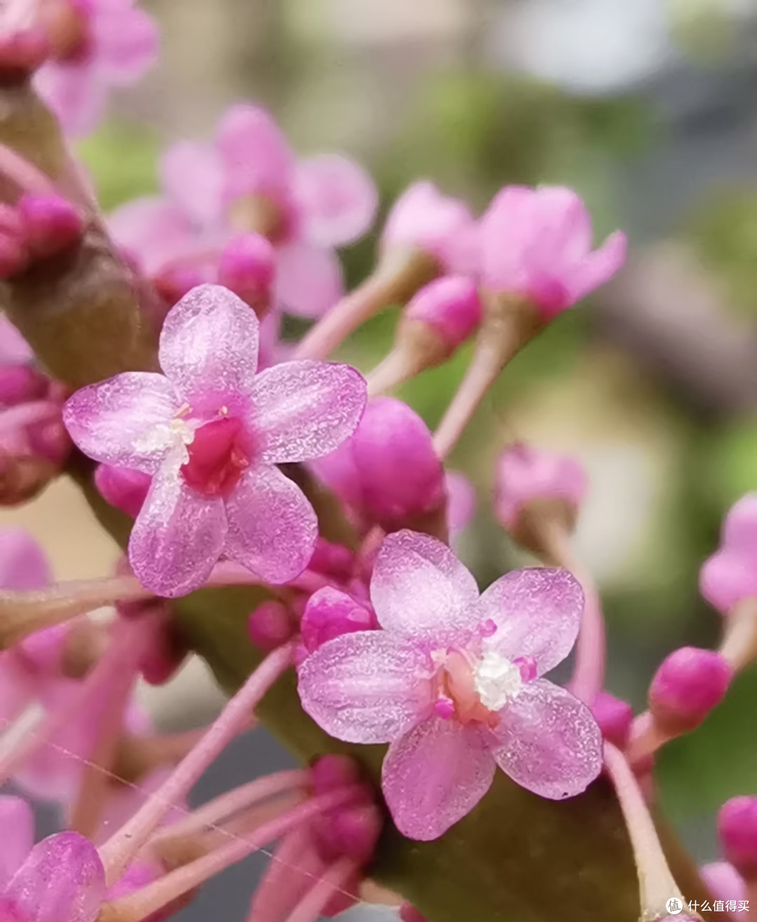 金枝玉叶不开花?把握好这几点,年年爆花不难