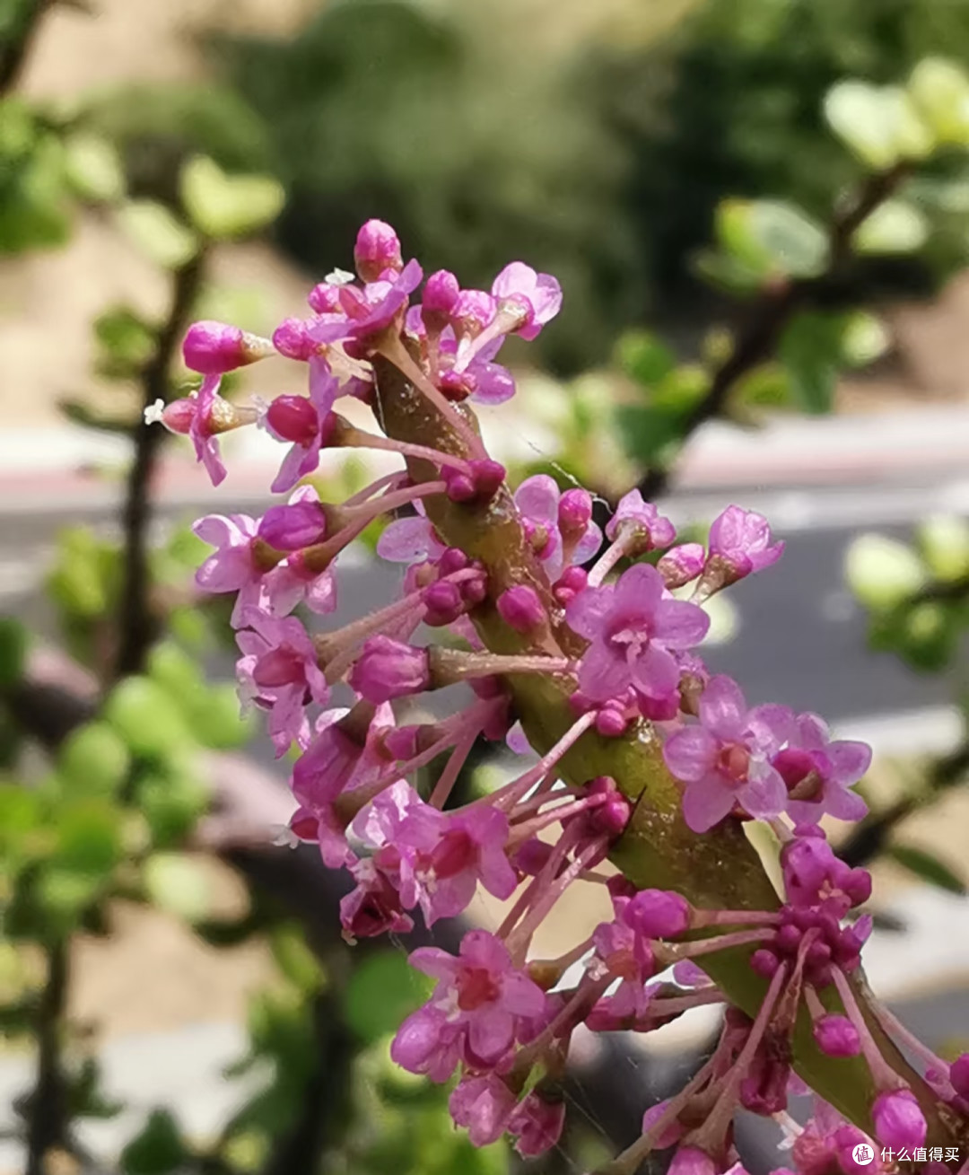 金枝玉叶不开花?把握好这几点,年年爆花不难