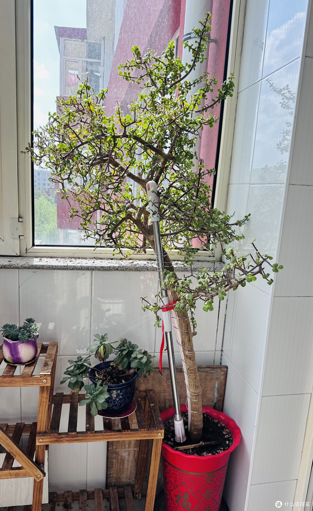 金枝玉叶不开花?把握好这几点,年年爆花不难