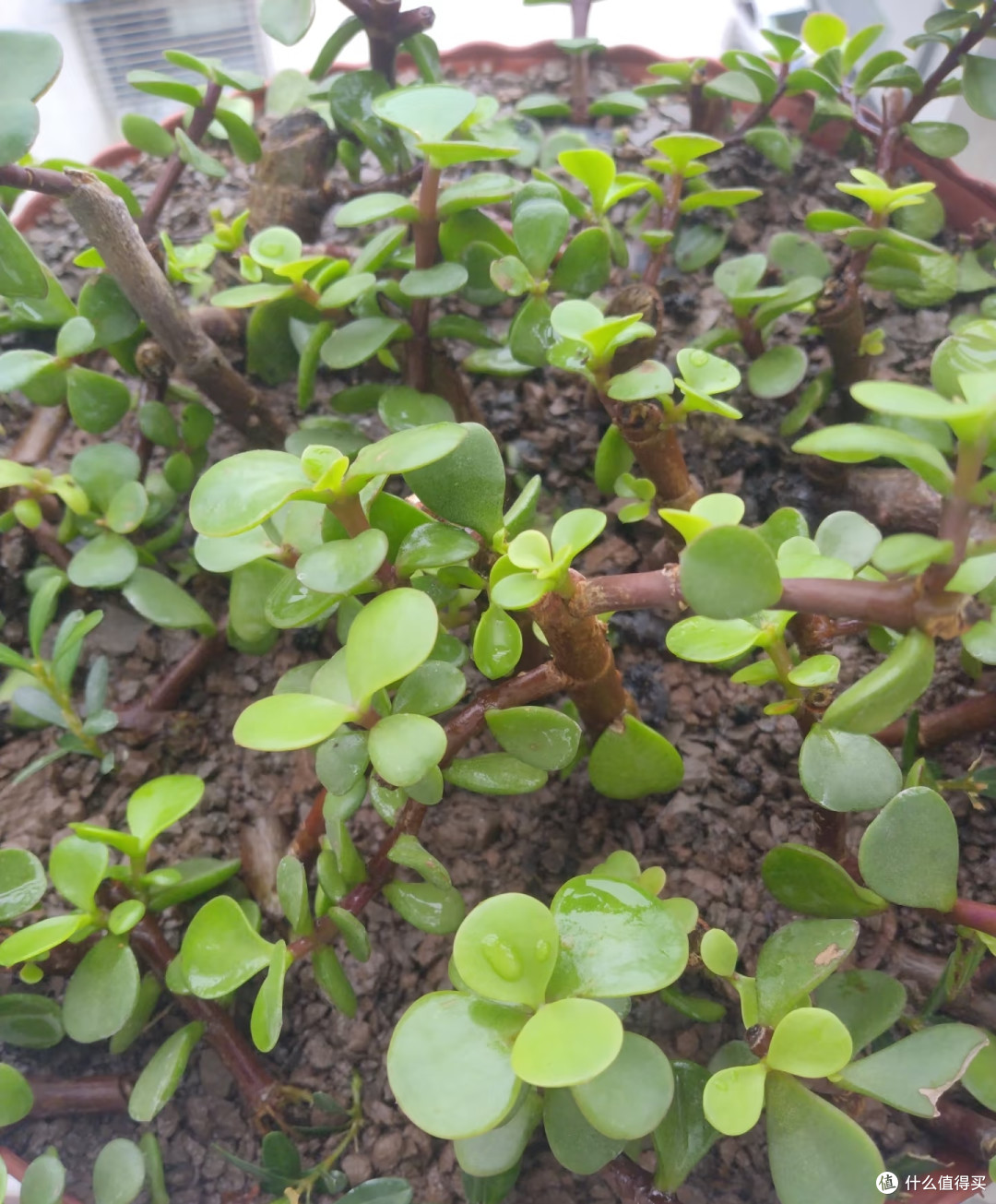 金枝玉叶不开花?把握好这几点,年年爆花不难