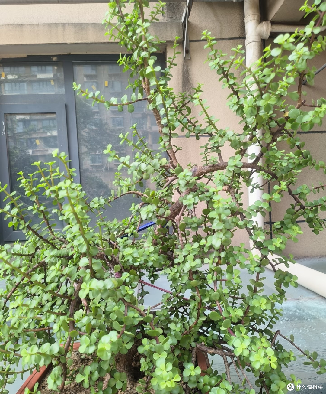 金枝玉叶不开花?把握好这几点,年年爆花不难