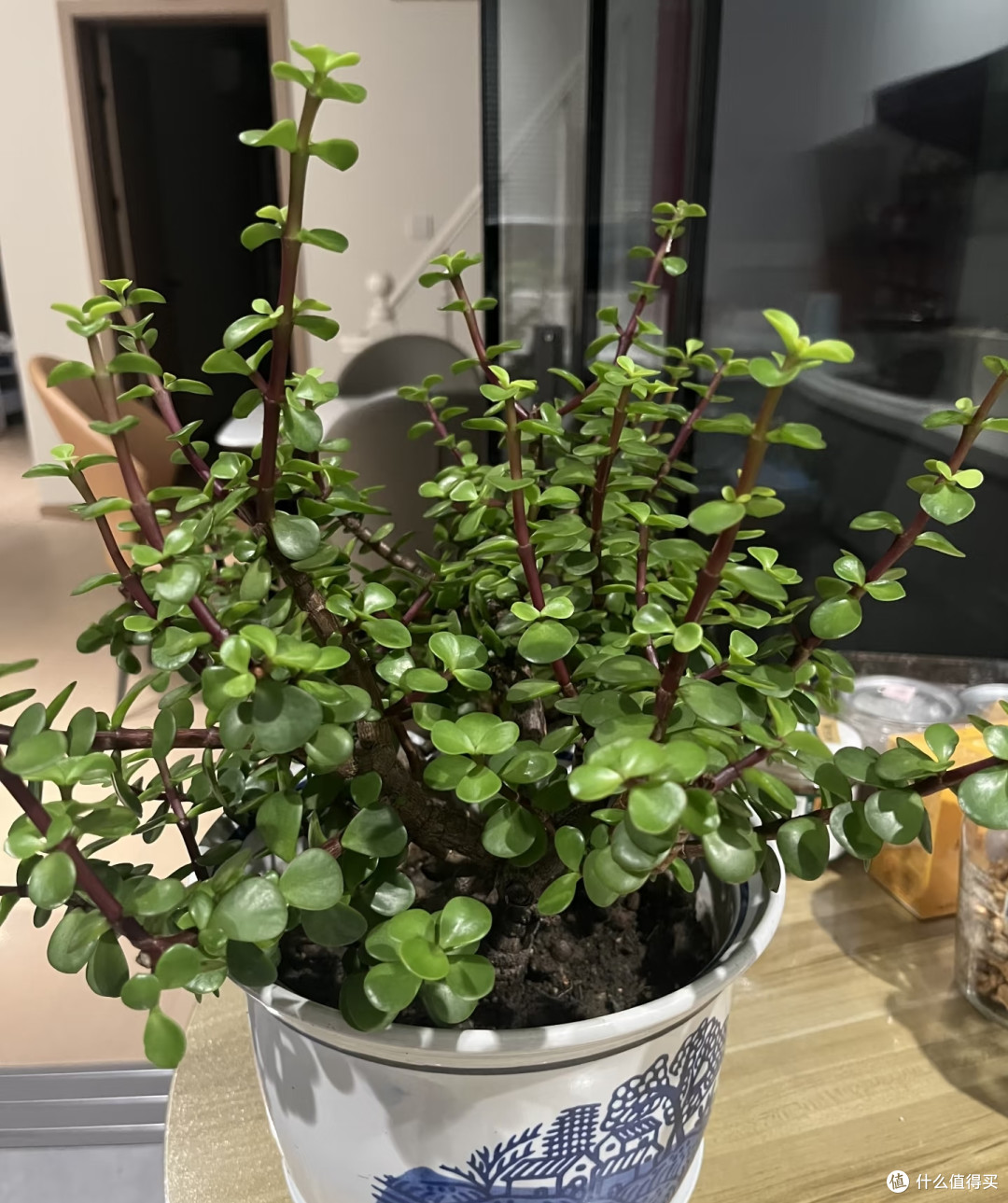 金枝玉叶不开花?把握好这几点,年年爆花不难