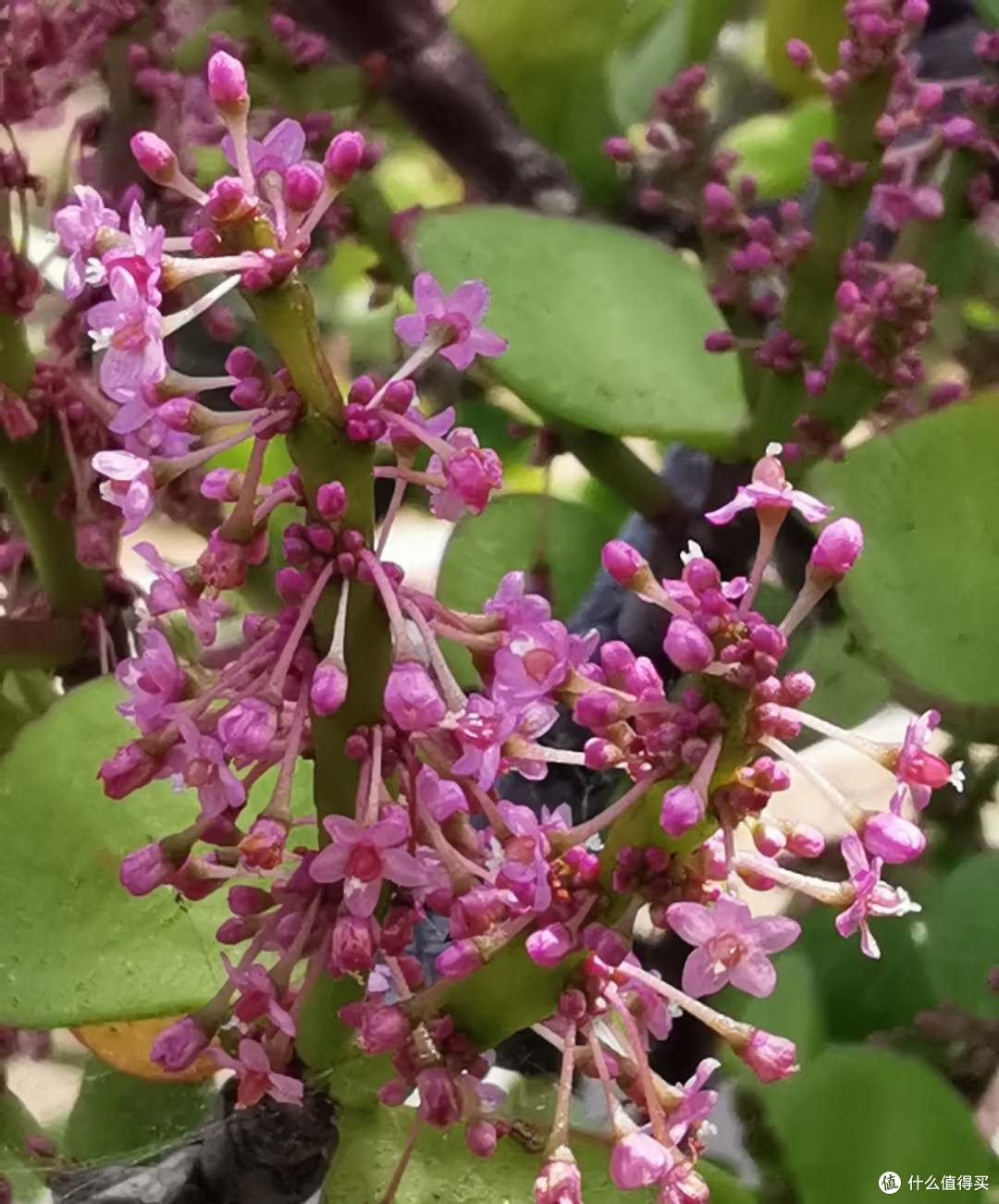 金枝玉叶不开花?把握好这几点,年年爆花不难
