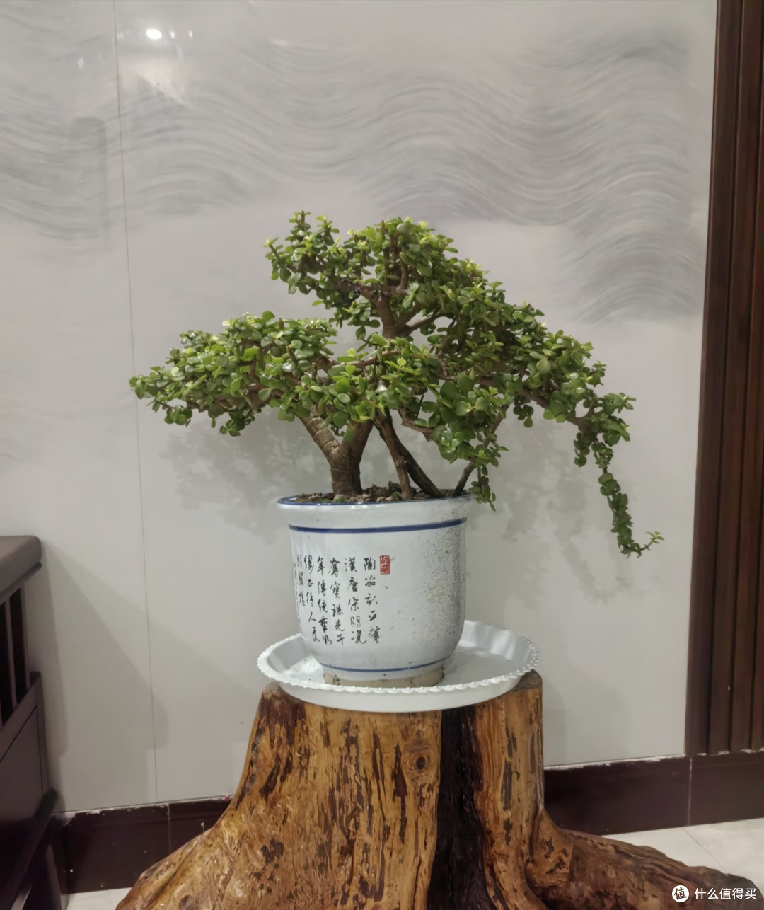 金枝玉叶不开花?把握好这几点,年年爆花不难