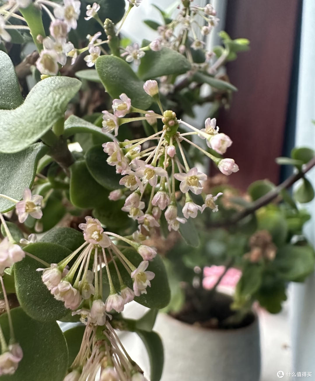 金枝玉叶不开花?把握好这几点,年年爆花不难