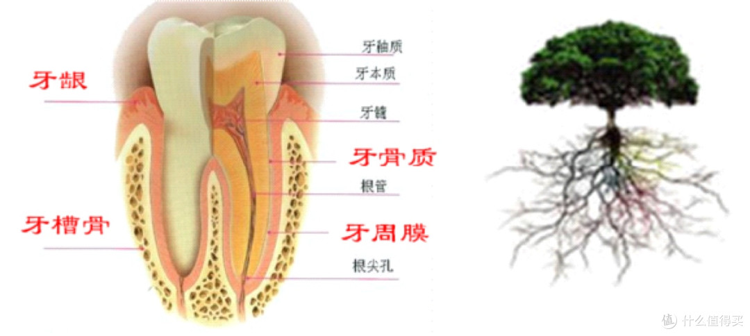 85%中年人牙周不健康,你中招没?