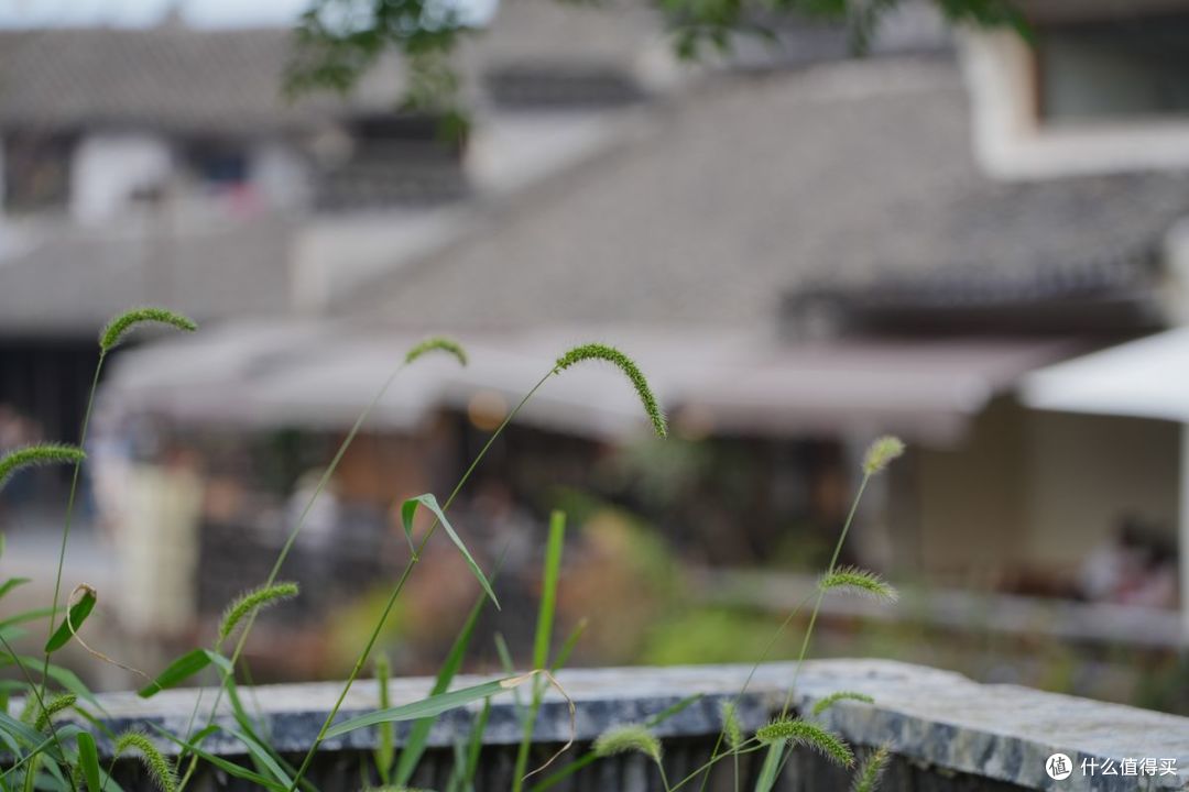 狗尾巴草反而天然有趣