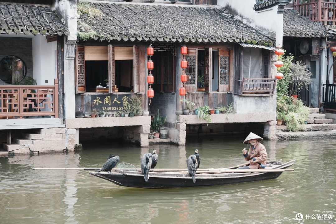 鱼鹰不用捕鱼了，另类再就业