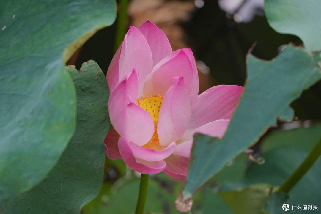 手动对焦拍花蕊
