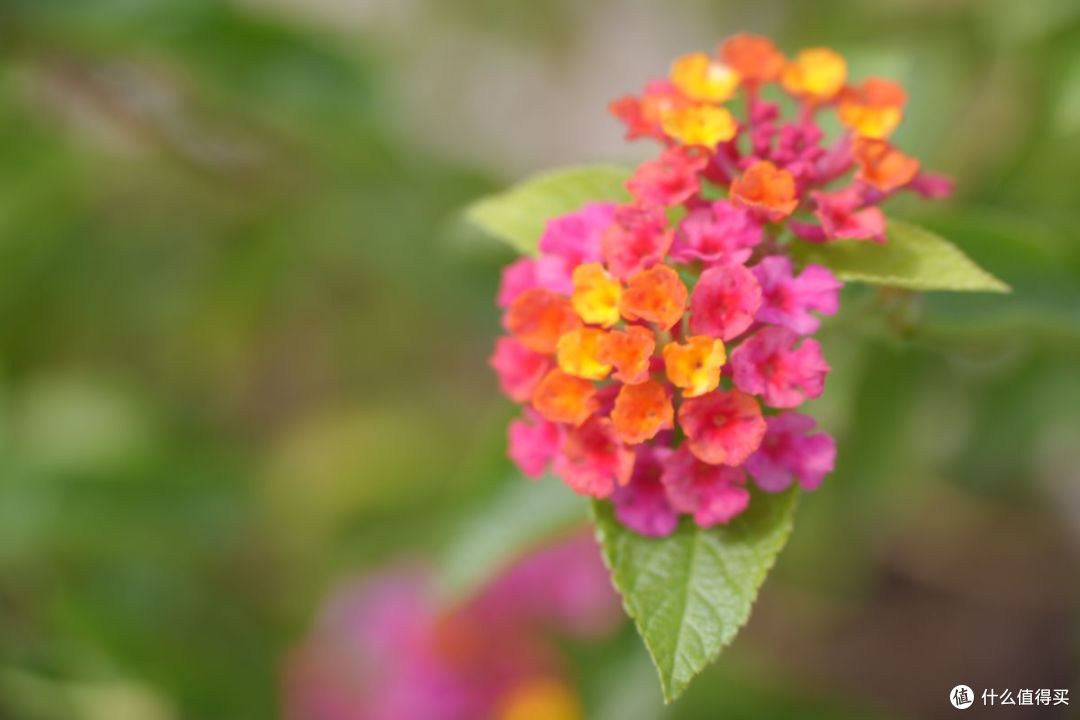 中秋已过，繁花依旧