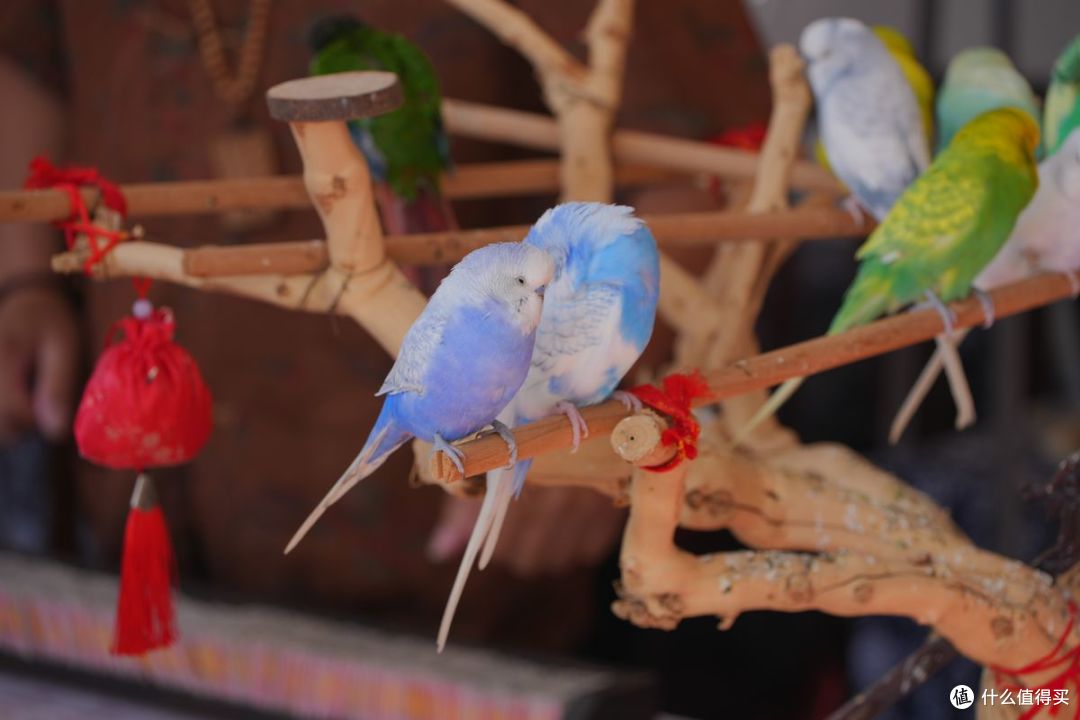 灵鸟算命的小把戏扩展到了鹦鹉