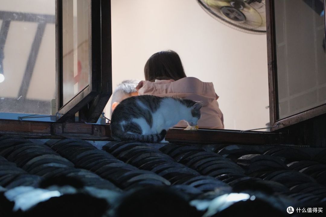 饭店的房檐上野猫开会