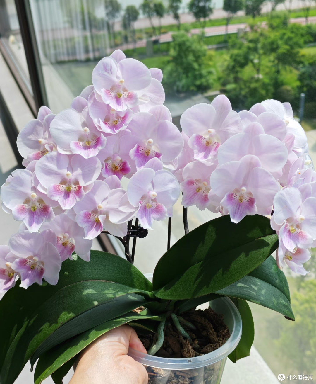 秋冬养蝴蝶兰,搞懂这3个温度,开花过冬两不误