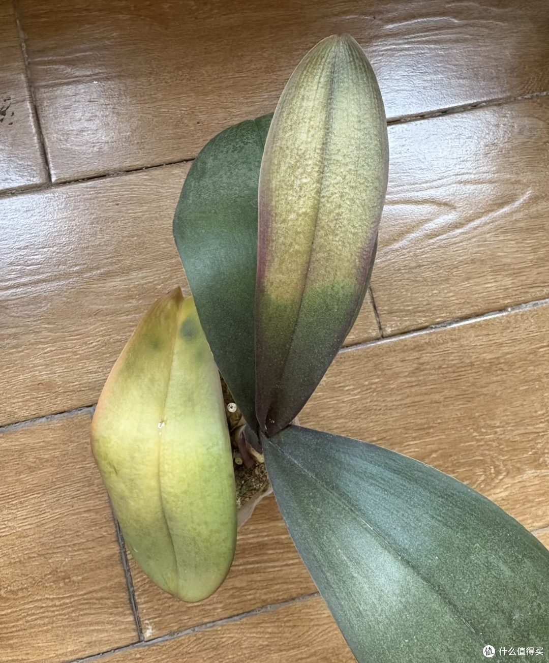 秋冬养蝴蝶兰,搞懂这3个温度,开花过冬两不误